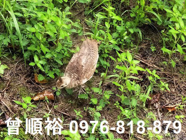 新竹農地-7